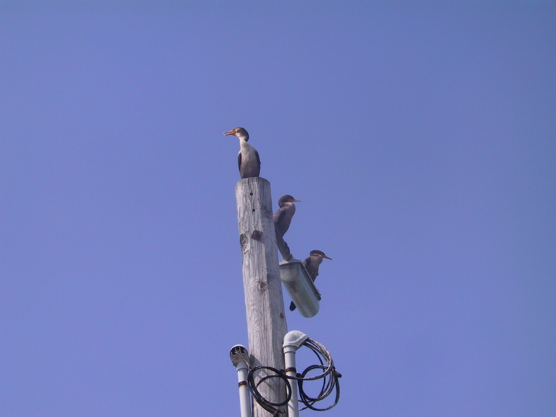 060823capecodcanal22cormorantsonpole.jpg