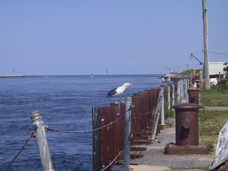 060823capecodcanal33gulls.jpg