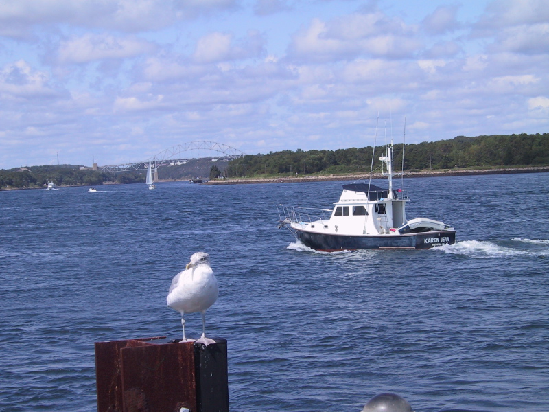 060826capecodcanal39gullboatssagamorebridge.jpg