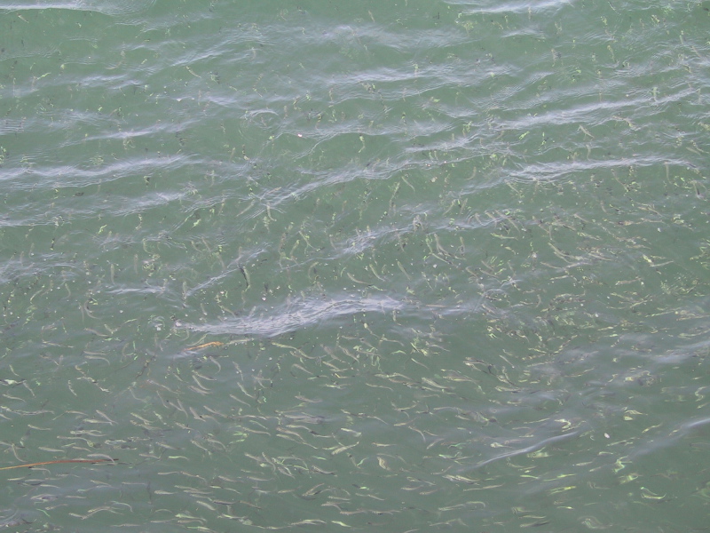 060826capecodcanal58baitfishswimming.jpg