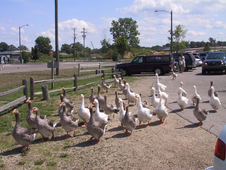 01coastalbirds.jpg