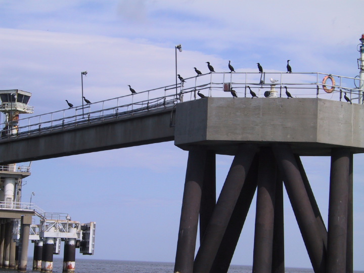 Click on image to return to index 02coastalbirds.jpg