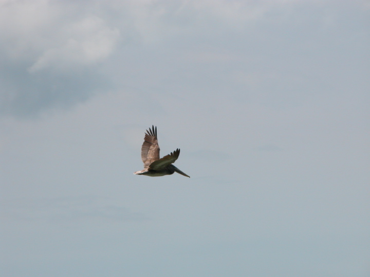 03coastalbirds.jpg