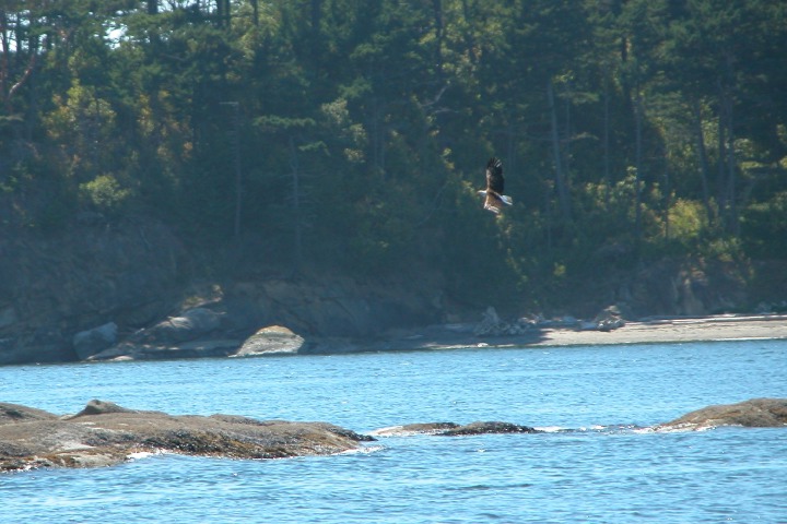Click on image to return to index 05coastalbirds.jpg