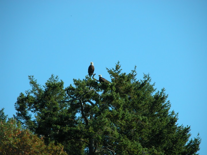 Click on image to return to index 07coastalbirds.jpg
