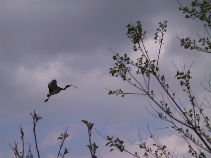 22coastalbirds.jpg