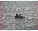 04coastalbirds.jpg
