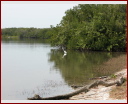 16coastalbirds.jpg