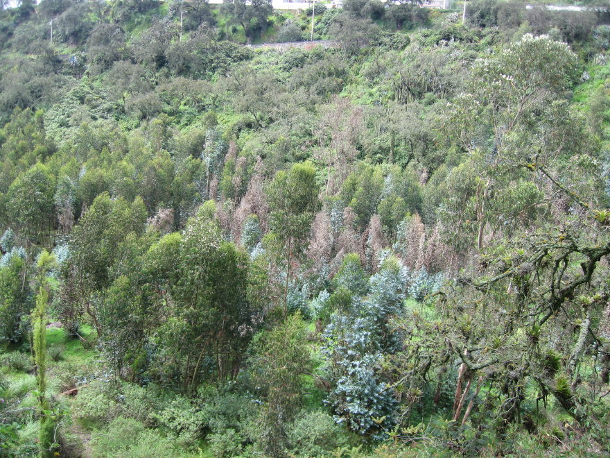 Click on image to return to index 10quintameraambato.jpg