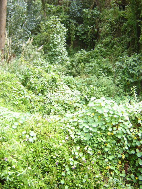 Click on image to return to index 17quintameraambato.jpg