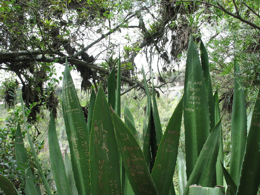 Click on image to return to index 26quintameraambato.jpg