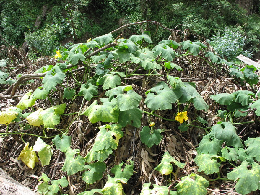 Click on image to return to index 28quintameraambato.jpg