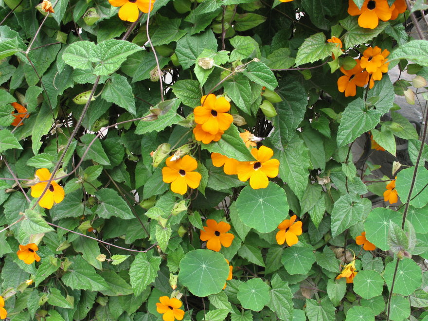 Click on image to return to index 32quintameraambato.jpg