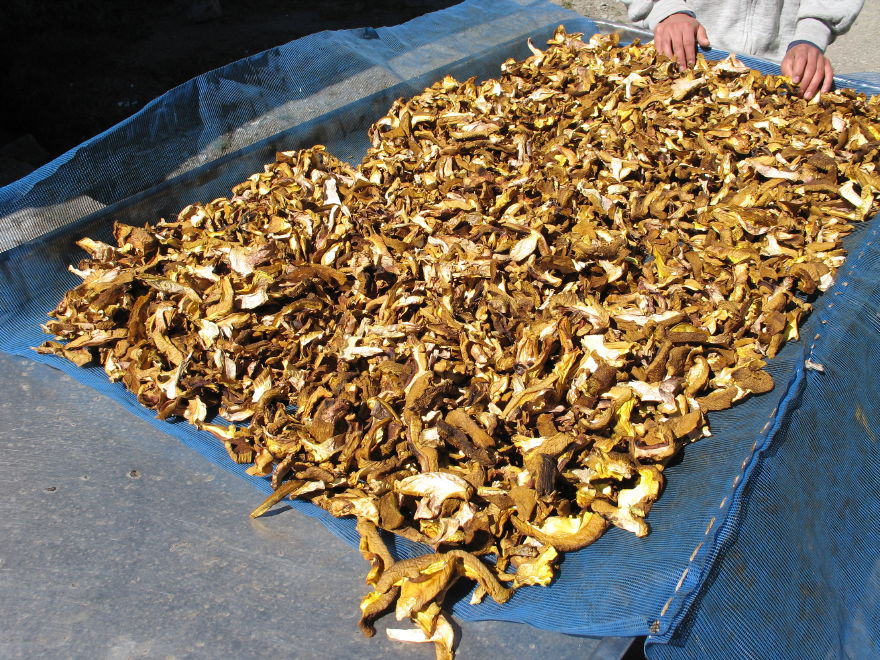 Click on image to return to index 11salinascooperatives.jpg