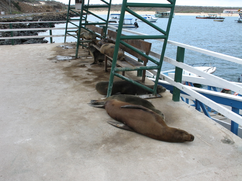 Click on image to return to index 11baltra_2.jpg