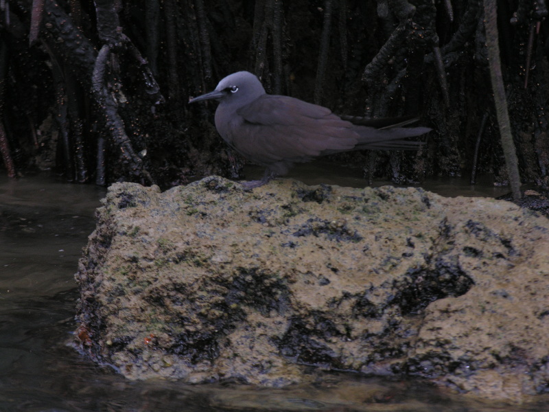 Click on image to return to index 14baltra_2.jpg