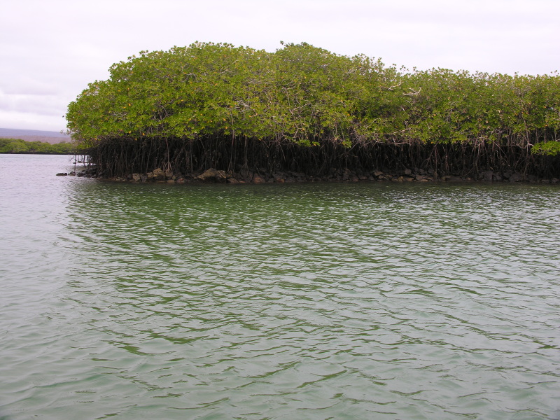 Click on image to return to index 22baltra_2.jpg