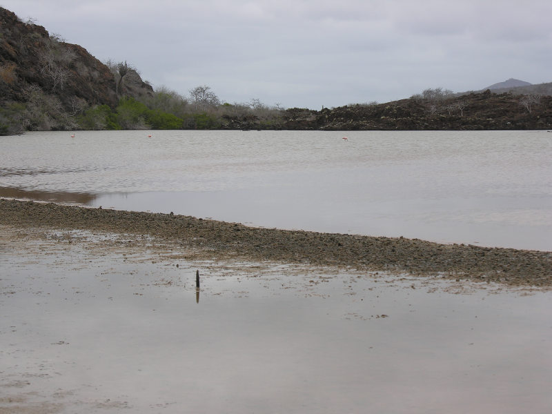 Click on image to return to index 04floreanacormorantpoint.jpg