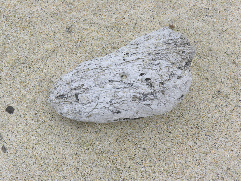 36floreanacormorantpoint.jpg