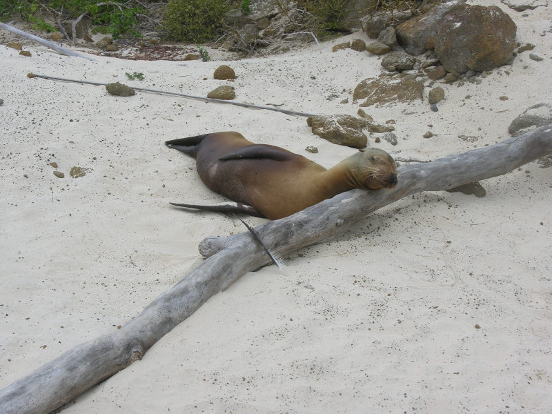 39floreanacormorantpoint.jpg