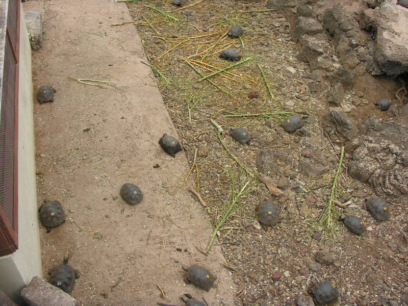 Click on image to return to index 04tortoisebreedingcenter.jpg