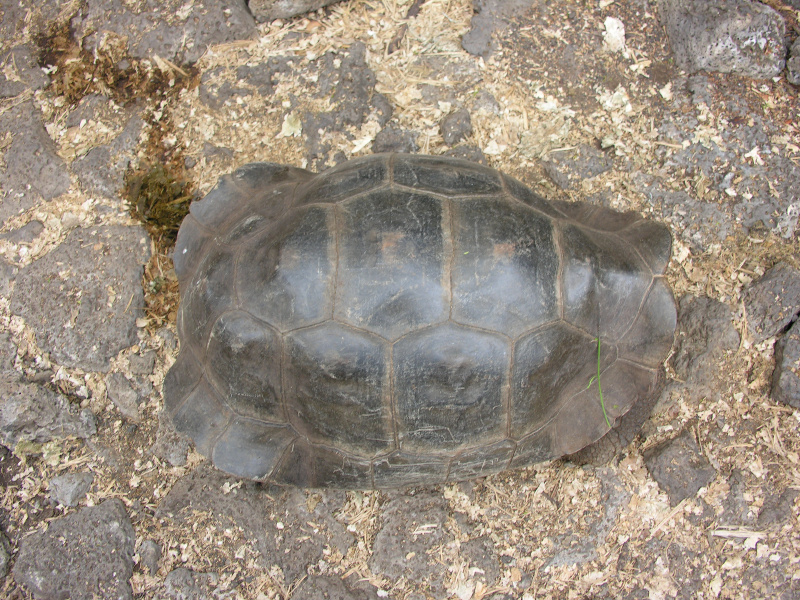 Click on image to return to index 12tortoisebreedingcenter.jpg