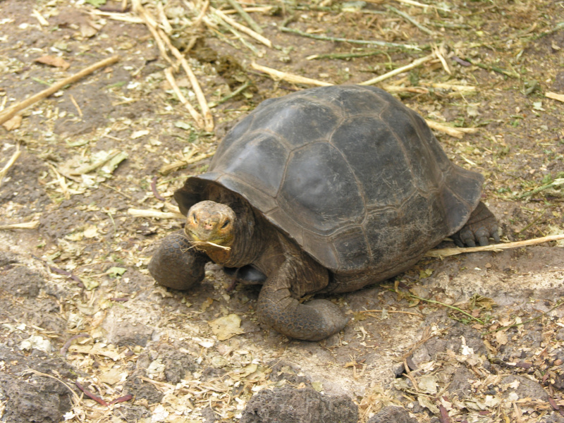 Click on image to return to index 13tortoisebreedingcenter.jpg