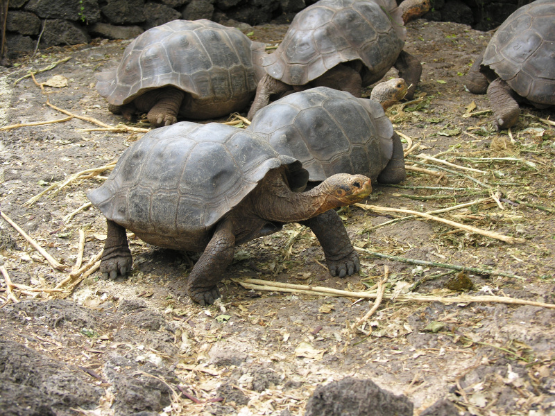 15tortoisebreedingcenter.jpg