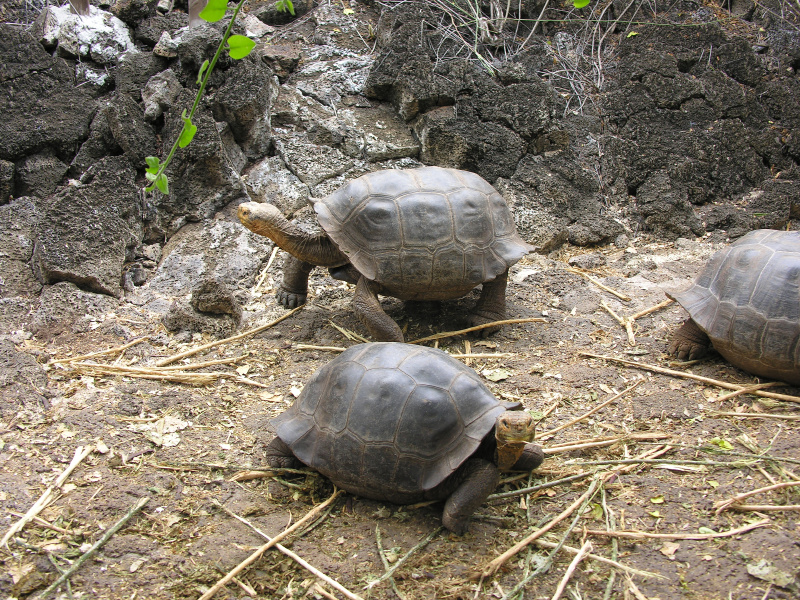 16tortoisebreedingcenter.jpg