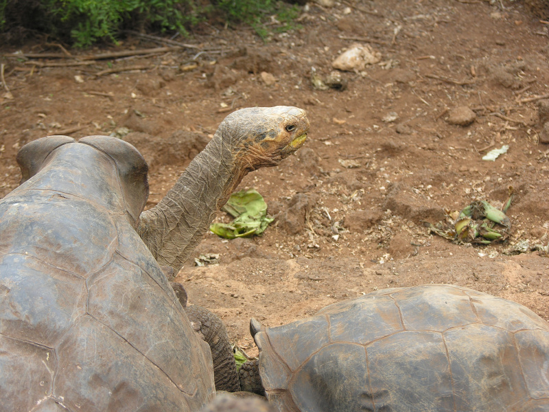 Click on image to return to index 17tortoisebreedingcenter.jpg