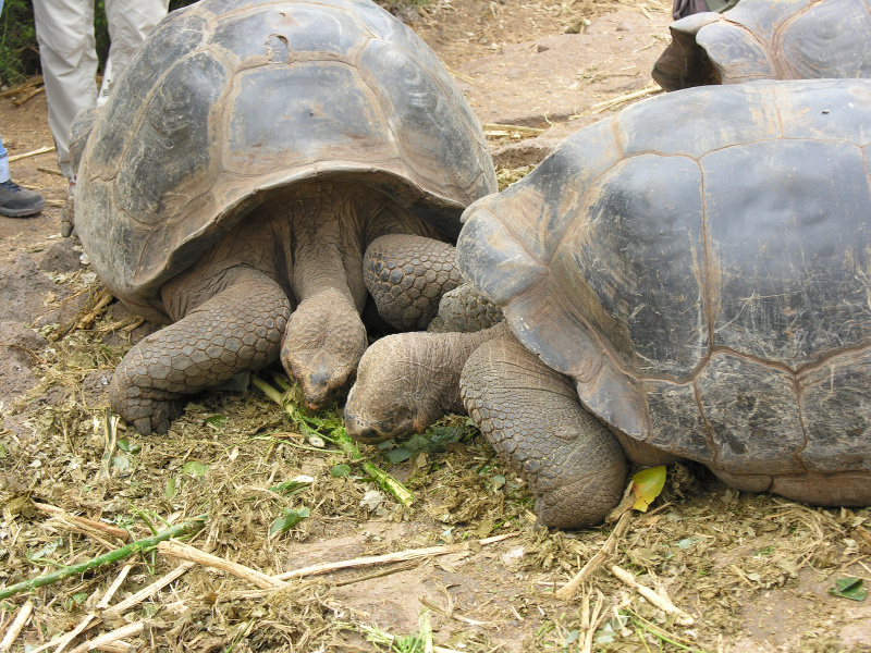 26tortoisebreedingcenter.jpg