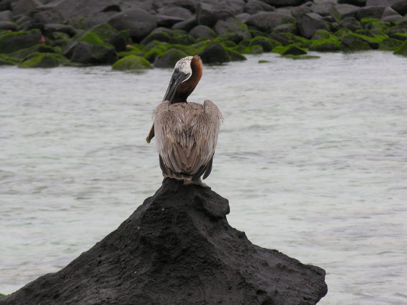 Click on image to return to index 04puntasuarez_2.jpg