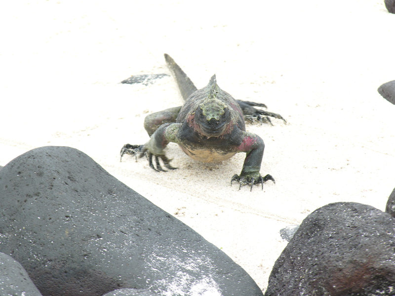 Click on image to return to index 06puntasuarez_2.jpg