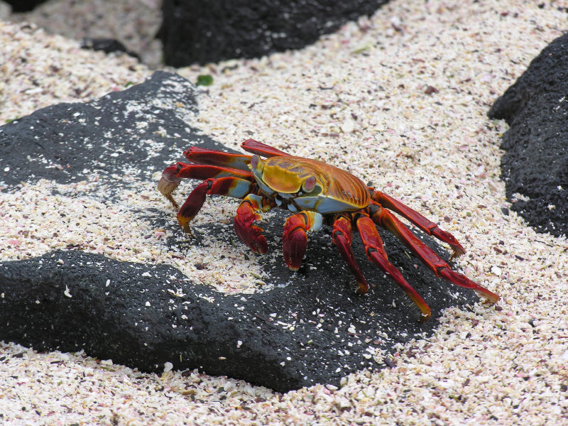 Click on image to return to index 08puntasuarez_2.jpg