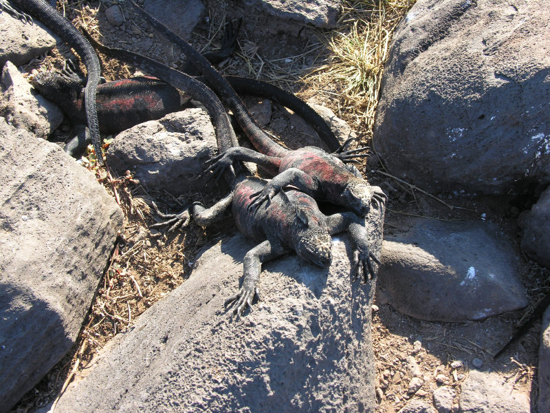 Click on image to return to index 13puntasuarez_2.jpg