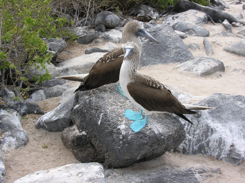 Click on image to return to index 16puntasuarez_2.jpg