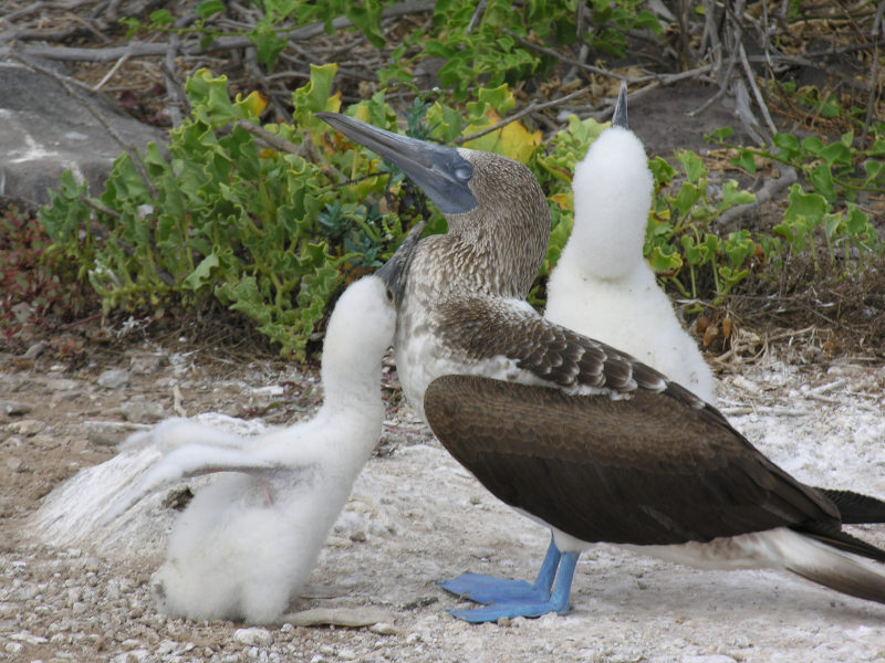 Click on image to return to index 17puntasuarez_2.jpg