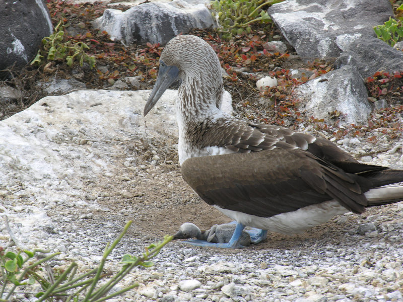 Click on image to return to index 19puntasuarez.jpg