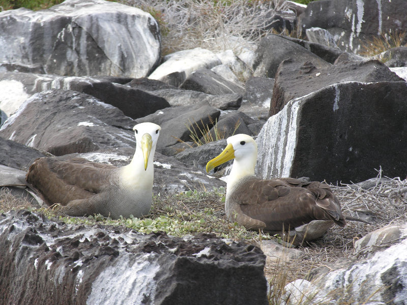 Click on image to return to index 24puntasuarez.jpg