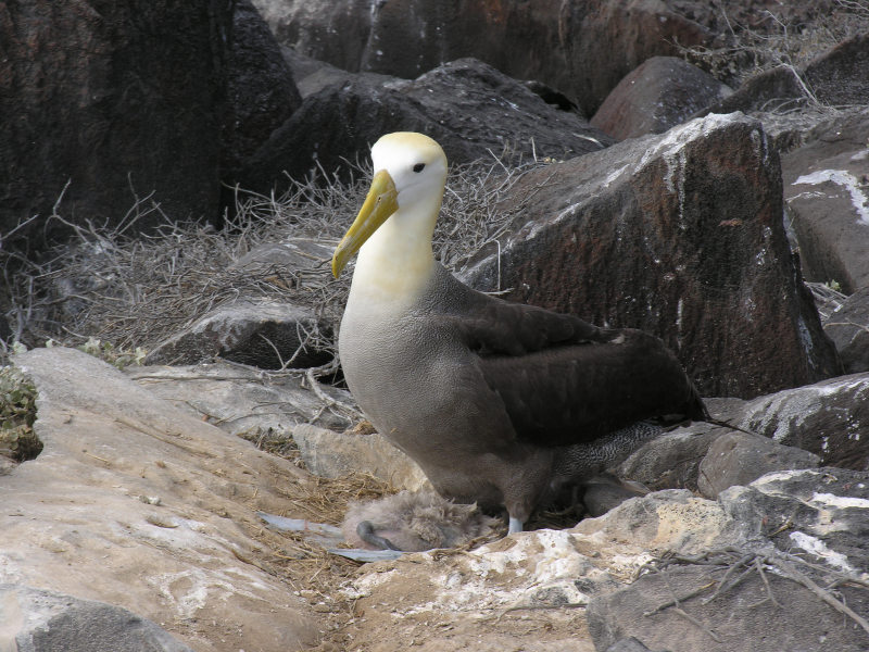 Click on image to return to index 26puntasuarez.jpg