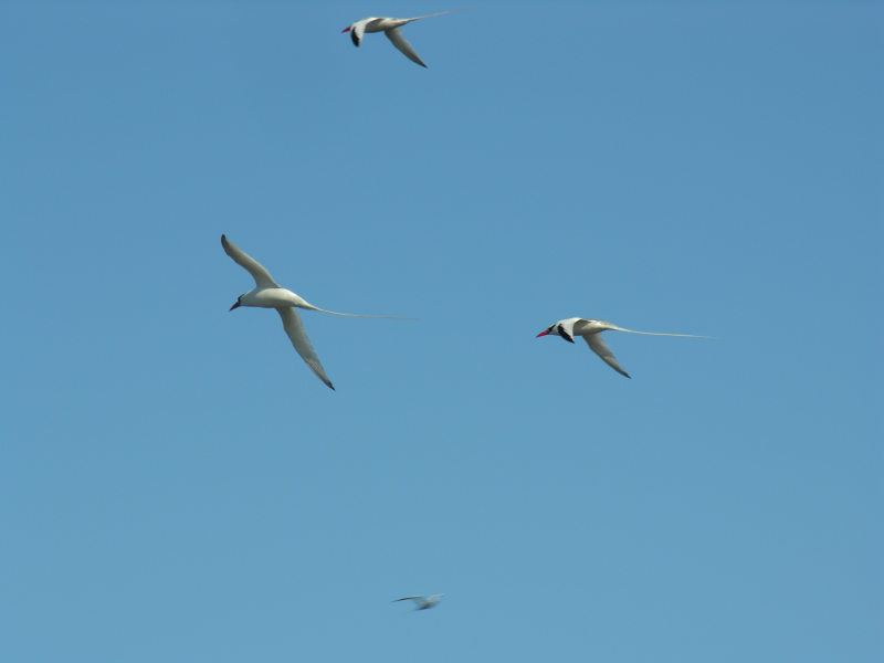 Click on image to return to index 30puntasuarez.jpg