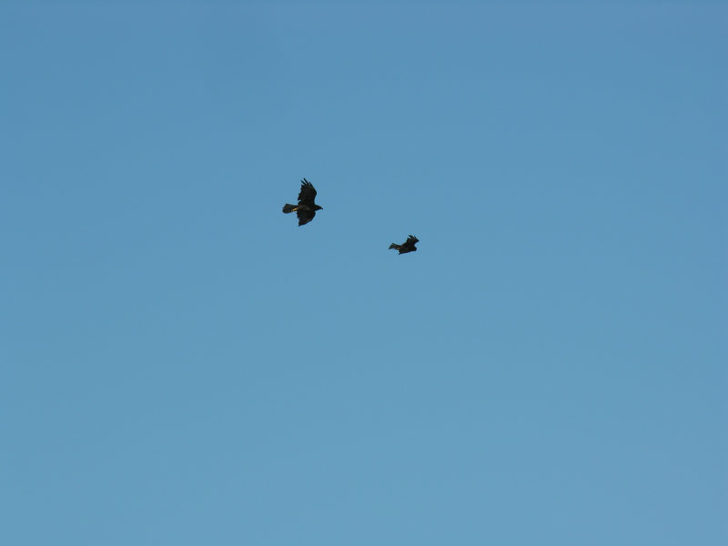 Click on image to return to index 36puntasuarez.jpg