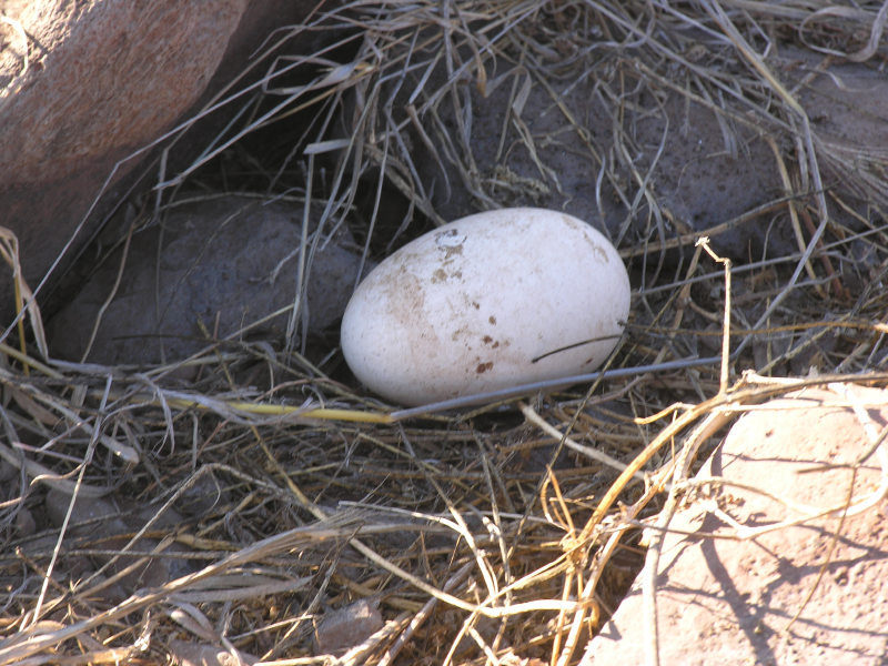 Click on image to return to index 37puntasuarez.jpg