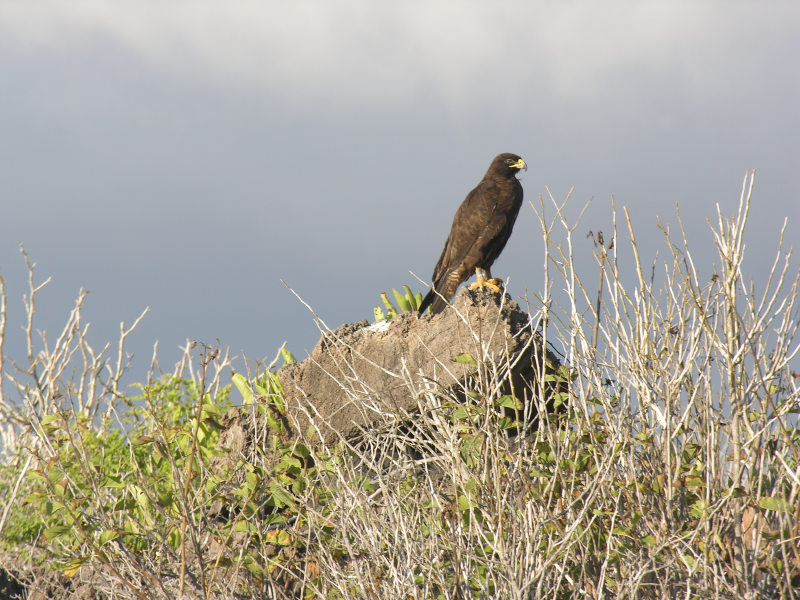 Click on image to return to index 39puntasuarez.jpg