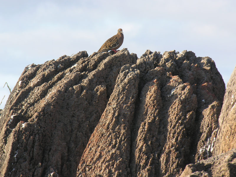 Click on image to return to index 40puntasuarez.jpg