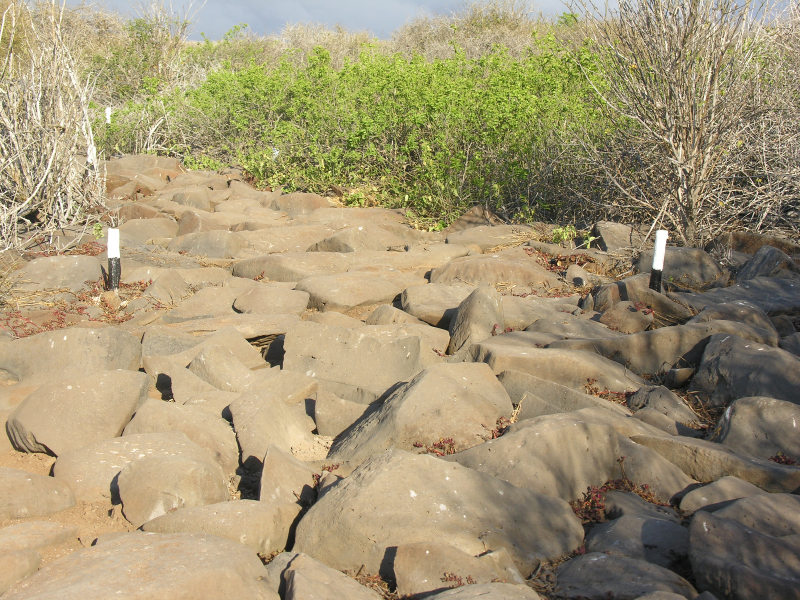 Click on image to return to index 41puntasuarez.jpg