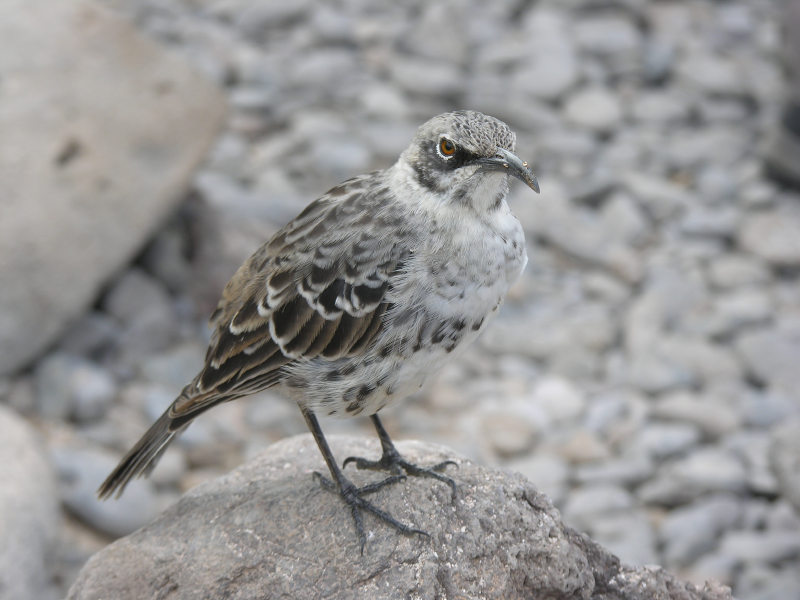 Click on image to return to index 42puntasuarez.jpg