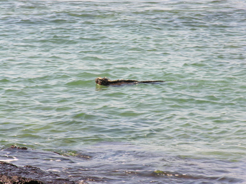 Click on image to return to index 21puntaespinosa.jpg