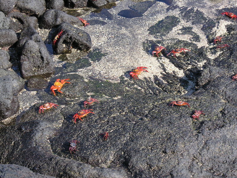 Click on image to return to index 36puntaespinosa.jpg