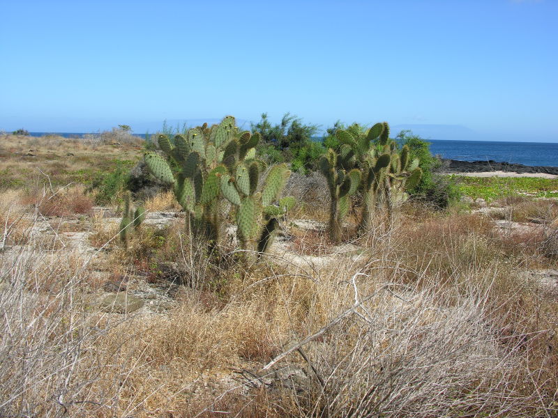 Click on image to return to index 26puertoegas.jpg